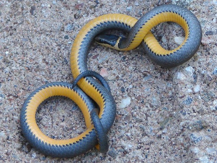 two black and yellow snakes on the ground