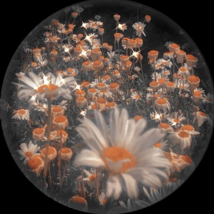 an image of flowers that are in the middle of a circle with lights on them