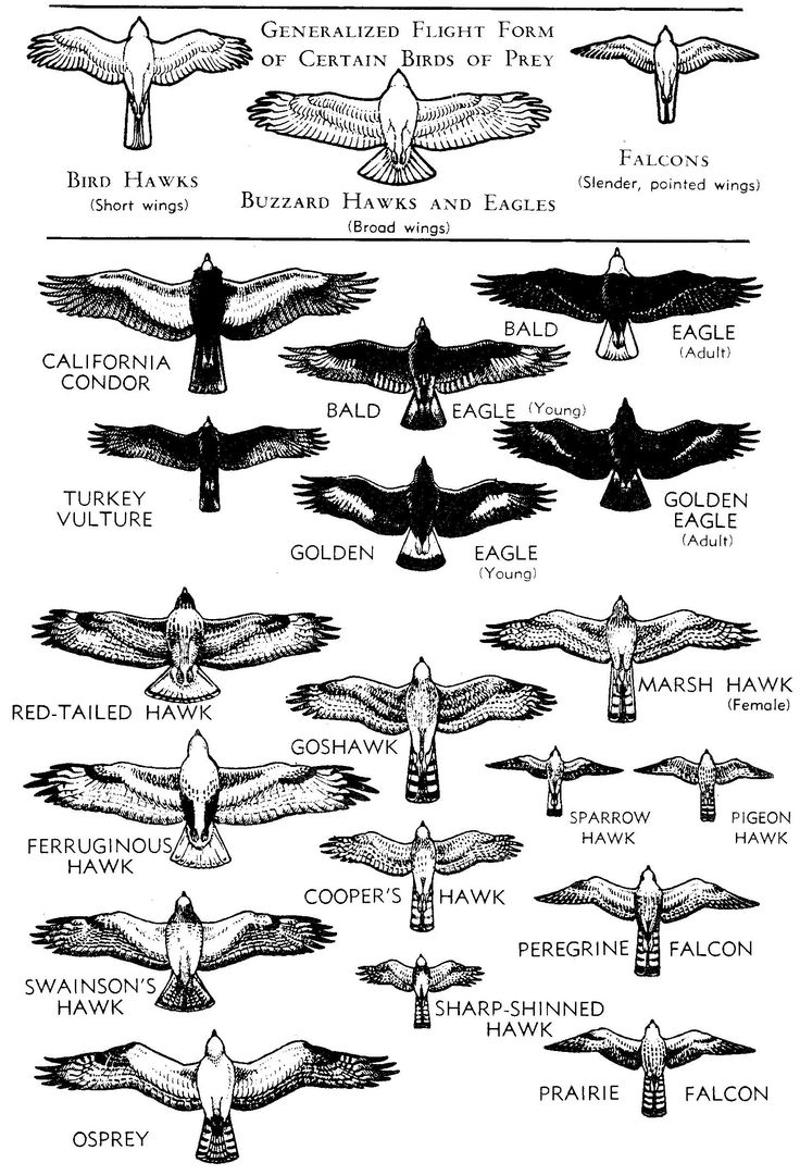 the different kinds of birds that are flying in the sky, with their names on them