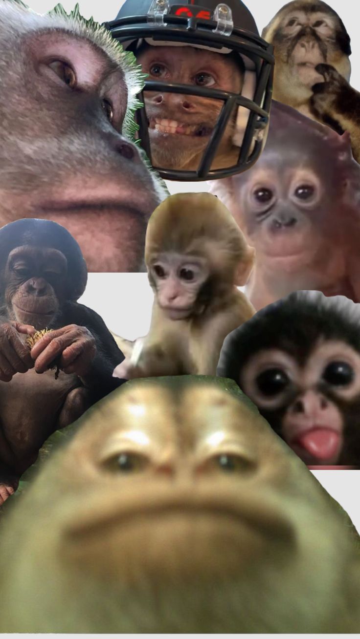 many different pictures of monkeys with helmets on their heads and faces, including one monkey wearing a football helmet