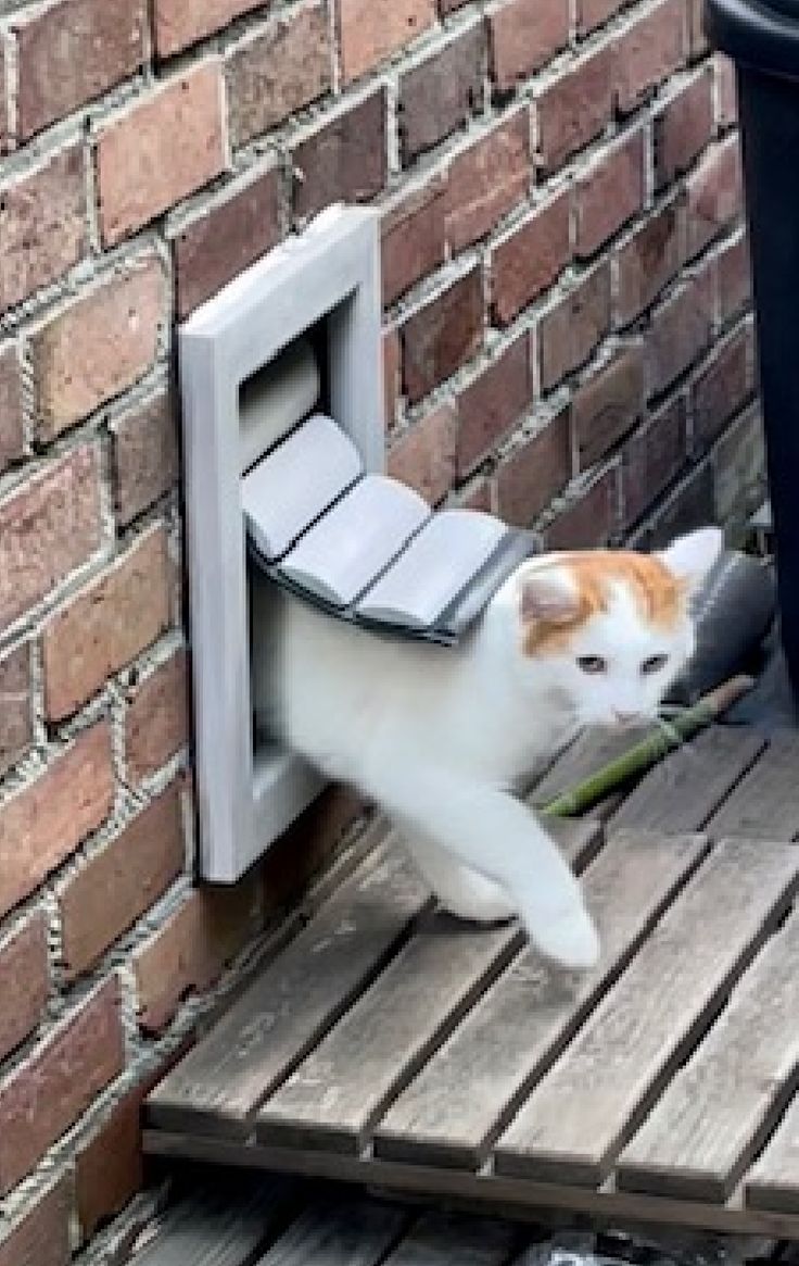 an orange and white cat is playing with a green object on a wooden platform next to a brick wall