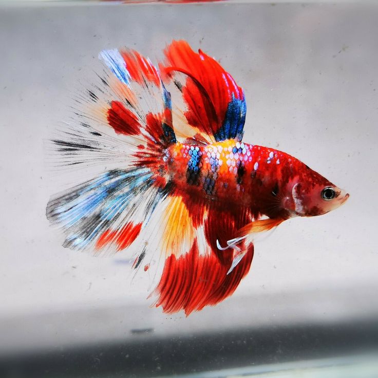 a red and blue fish in an aquarium