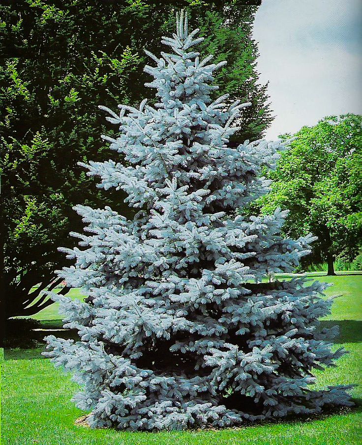 a blue fir tree in the middle of a park