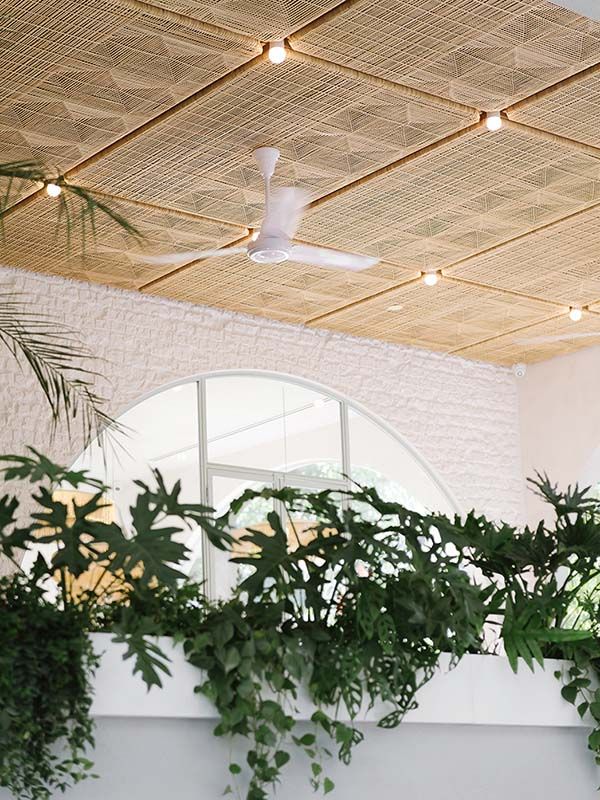 some green plants are hanging from the ceiling in front of a white wall and windows