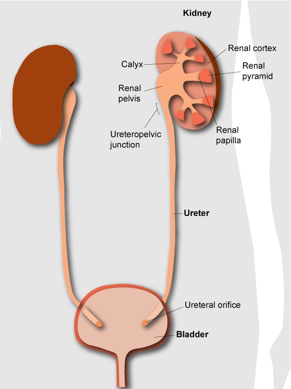 the anatomy of the kidney and ureteral system, with labels on each side