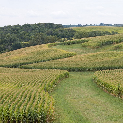 a corn field is shown in the foreground and on the far side are trees