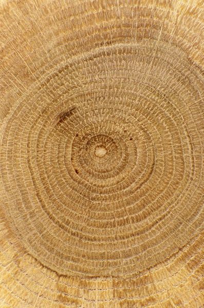 a close up view of the center of a tree stump with rings in it's center