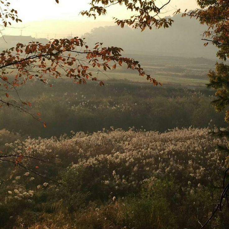 the sun shines through the trees and flowers in the distance, as seen from an overlook