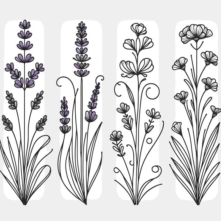 four different types of lavender flowers