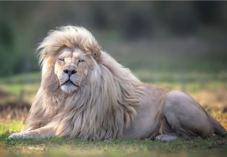 a large white lion laying on top of a lush green field