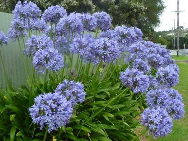 some blue flowers are growing in the grass