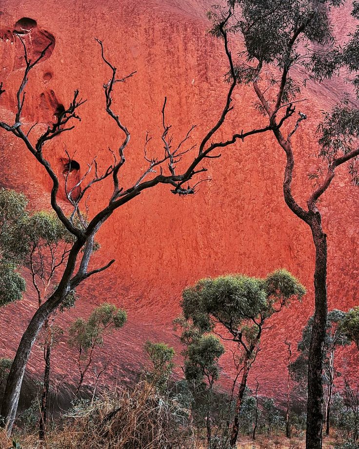 some trees are standing in front of a red mountain