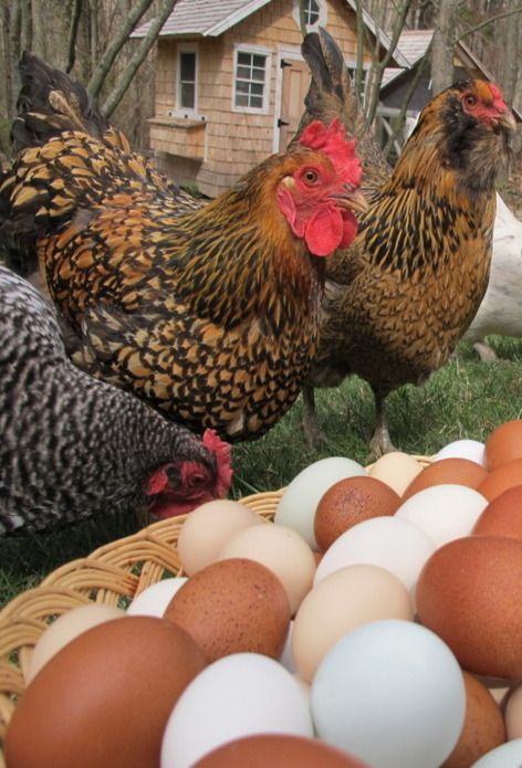 two chickens standing next to eggs in a basket