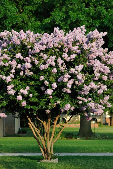 a tree with purple flowers in a park