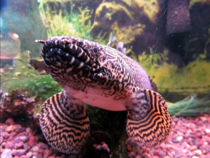 a close up of a turtle in an aquarium