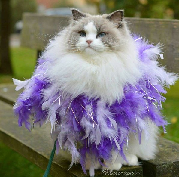 a white and grey cat with purple feathers on a bench