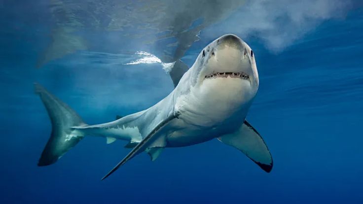 a great white shark swimming in the ocean