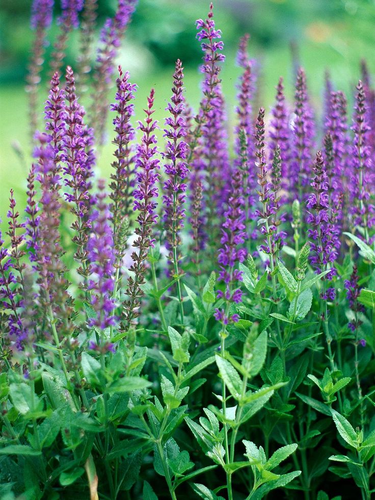 purple flowers are growing in the garden