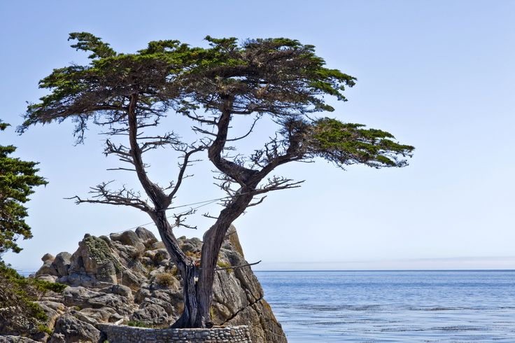 there is a tree that is growing out of the rock wall next to the ocean