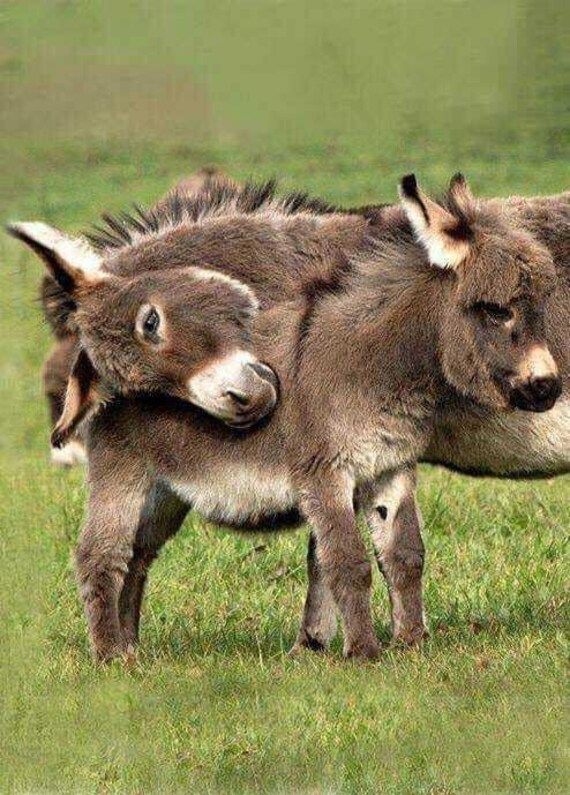 two small donkeys standing next to each other in the grass