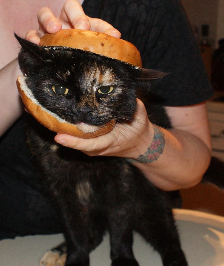 a black cat sitting on top of a table next to a person holding a hamburger