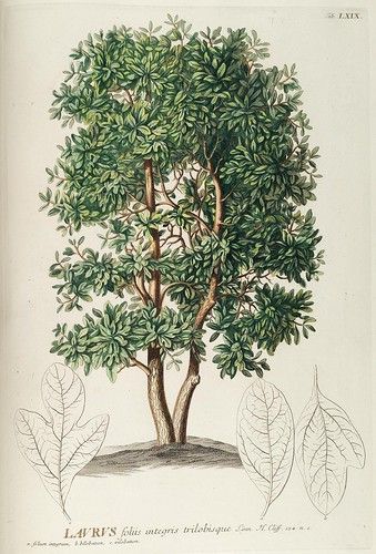 an illustration of a tree with leaves on the bottom and one branch in the middle