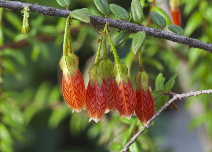 three red flowers hanging from a tree branch