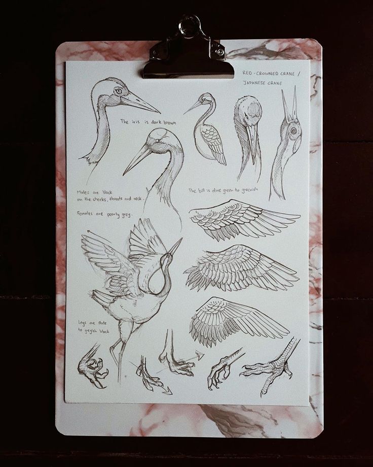 a clipboard with drawings of birds on it