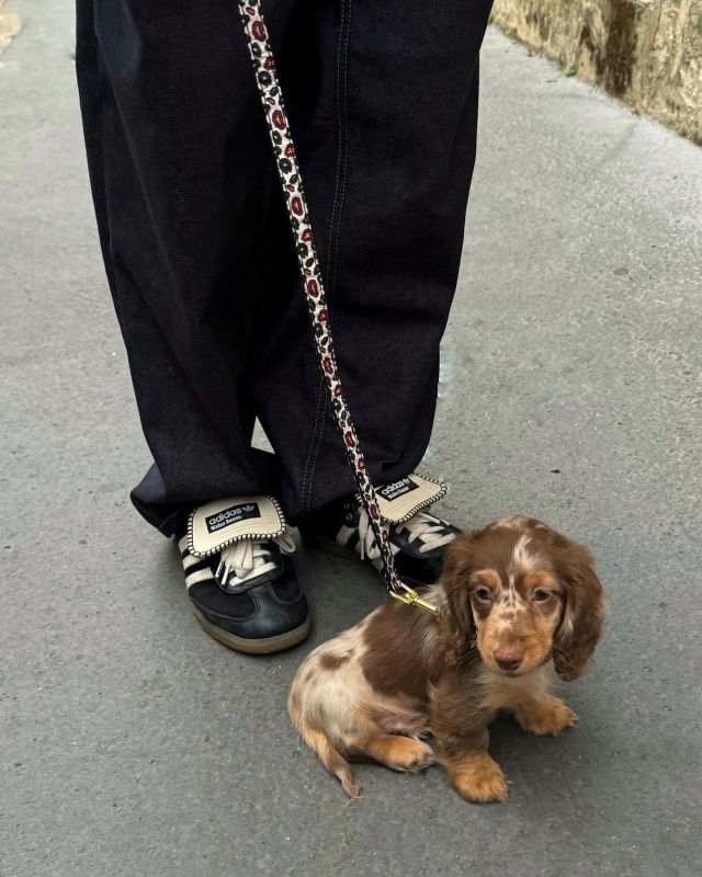 a small brown and white dog on a leash