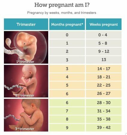 the baby's stages are shown in this chart