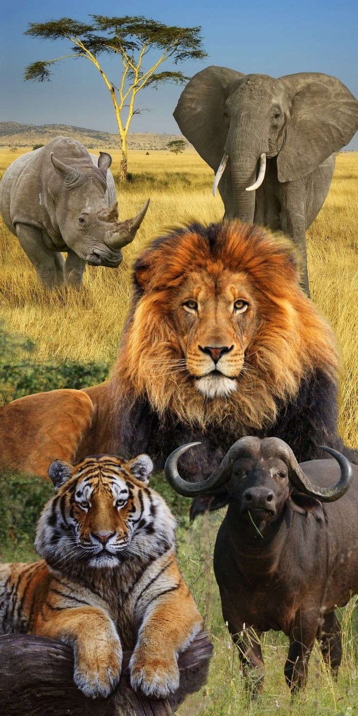 an image of animals in the wild with elephants and rhinoceros behind them,