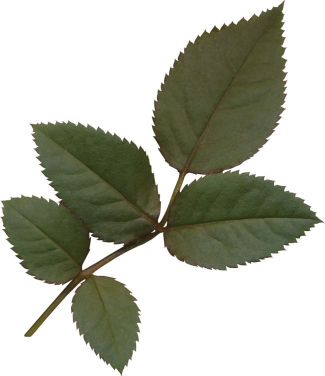 a single green leaf on a white background