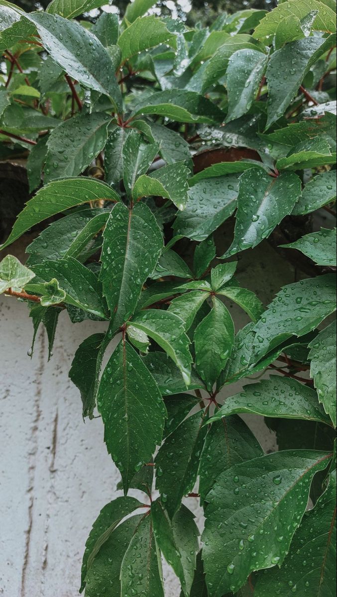 a plant with green leaves on it next to a white wall and wooden planks