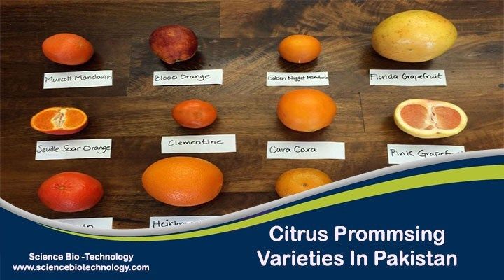 an assortment of different fruits on a wooden table with labels in front of them that include oranges, lemons, and grapefruit