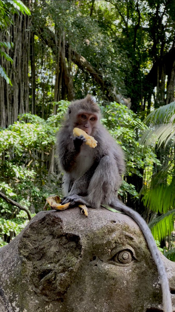 a monkey sitting on top of a stone statue eating a piece of food in the jungle