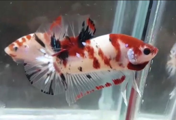 a red and white fish in an aquarium