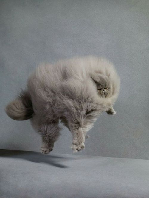 a fluffy cat jumping up into the air