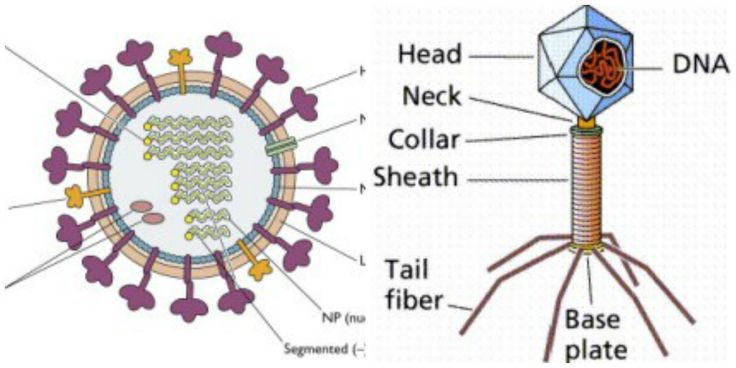 the structure of an animal's cell is shown in this diagram and labeled below