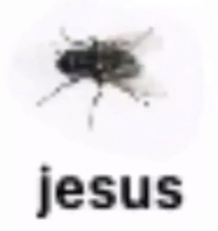 the word jesus written in black and white with a fly on it's back