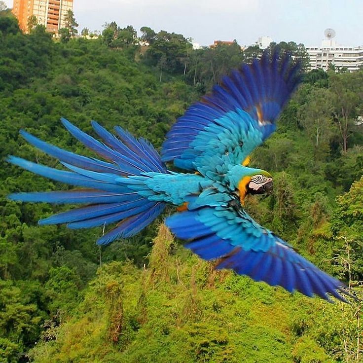 a blue and yellow parrot flying over a lush green forest covered hillside with tall buildings in the background