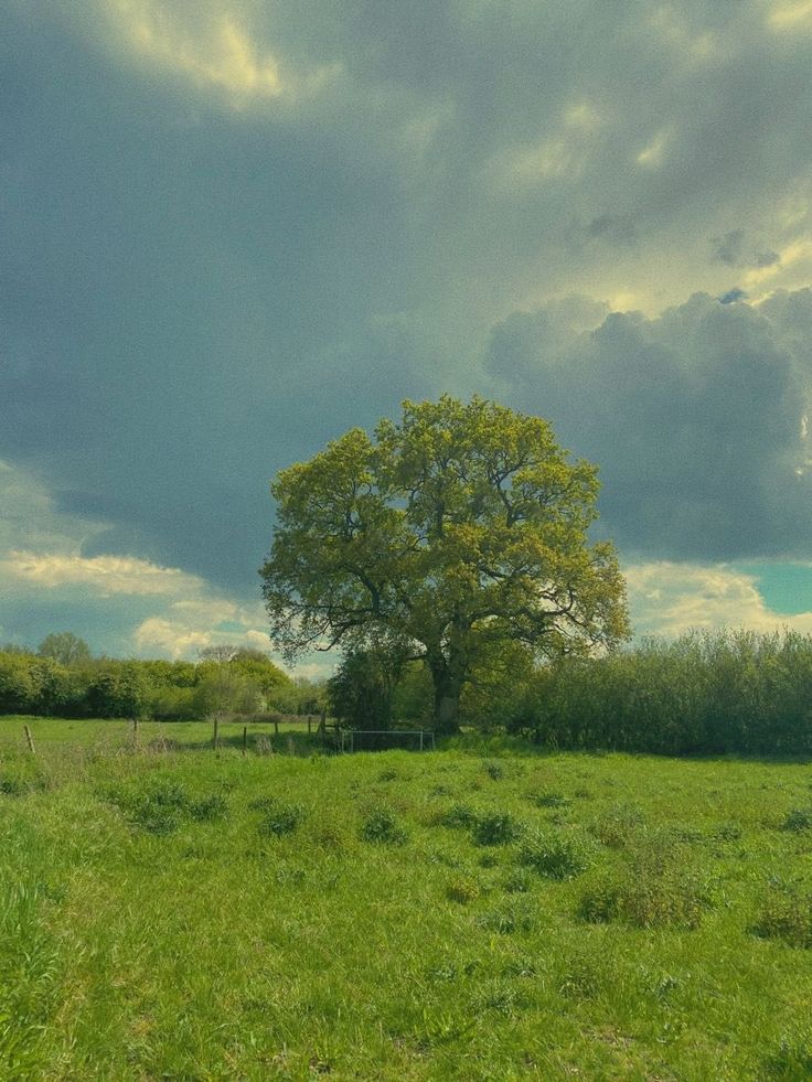 a lone tree stands in the middle of a grassy field under a cloudy blue sky