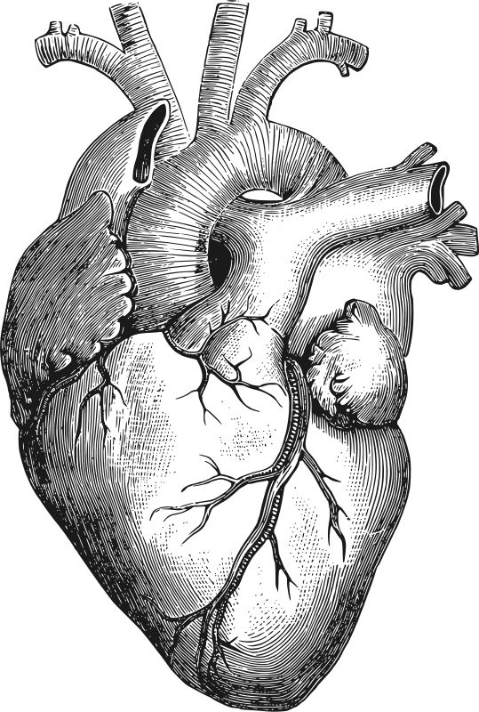 the human heart is shown in black and white