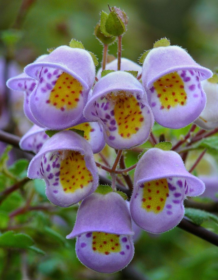 purple flowers with yellow centers are growing on a branch in the forest or treetops