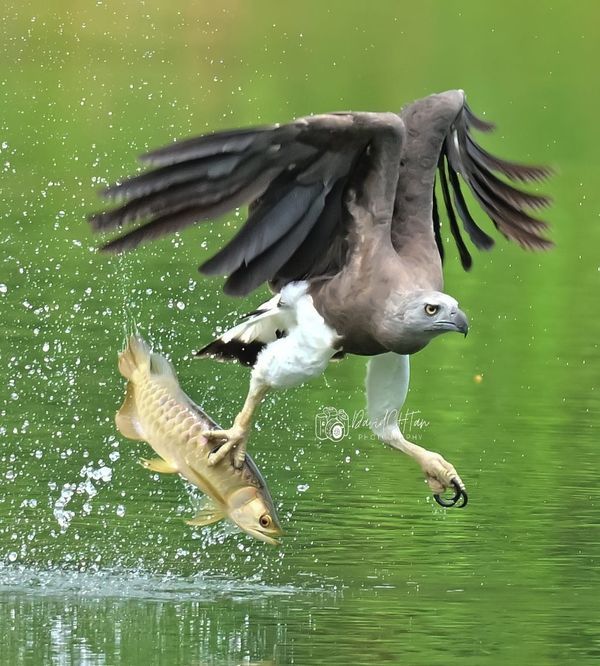 an ostrich and fish are in the water near each other with their wings spread