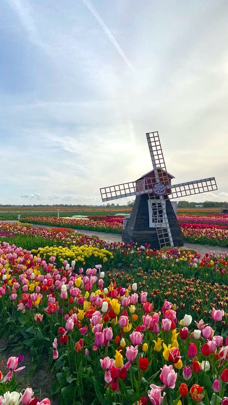 tulips and other flowers in a field with a windmill