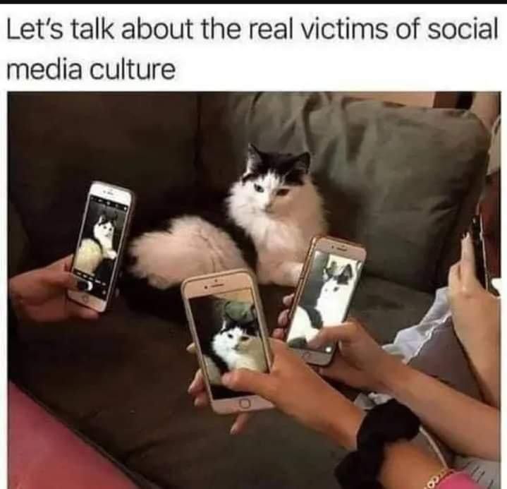 two people holding up their cell phones with cats on them and the caption reads, let's talk about the real victims of social media culture