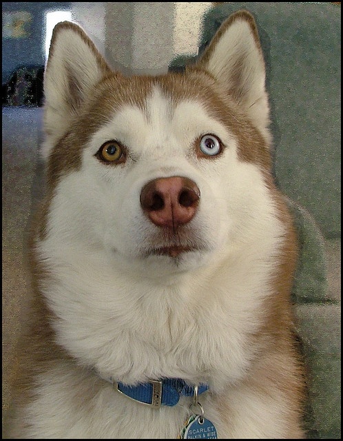 a close up of a dog looking at the camera