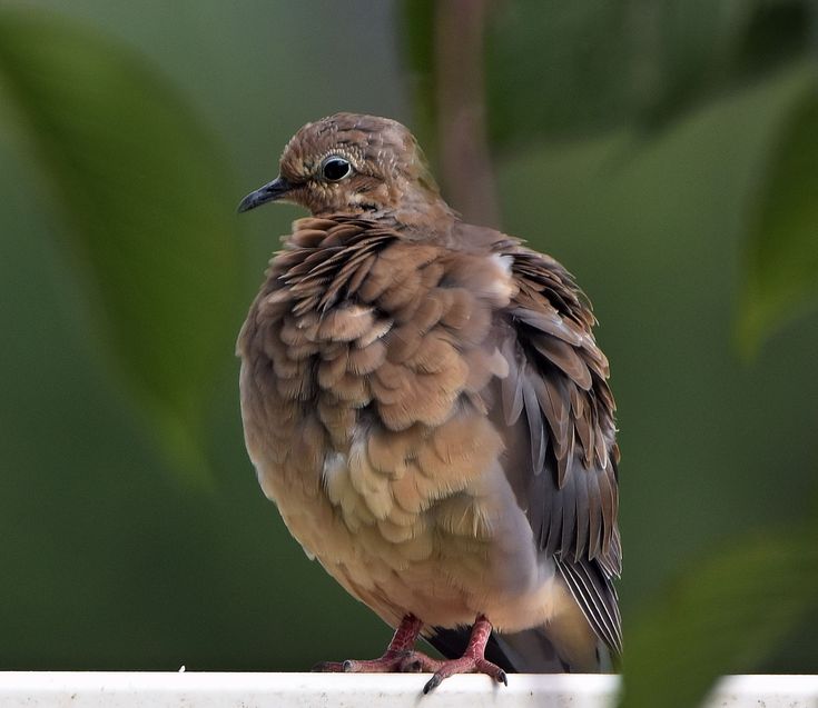 a small bird sitting on top of a white fence