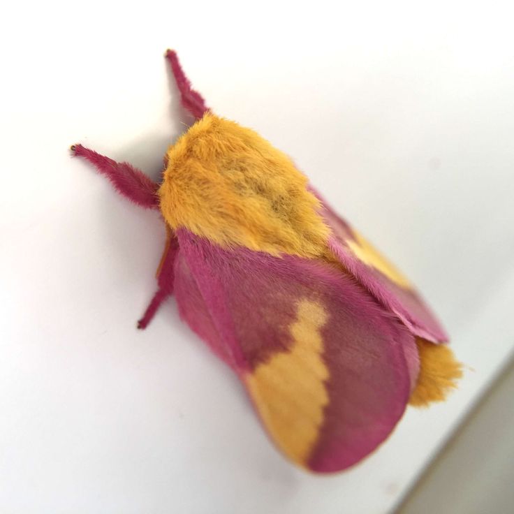 a yellow and pink moth sitting on top of a white surface