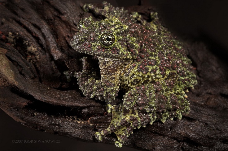 a green and black frog sitting on top of a tree branch with moss growing all over it's body